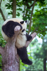 木の上でくつろぐ子パンダ