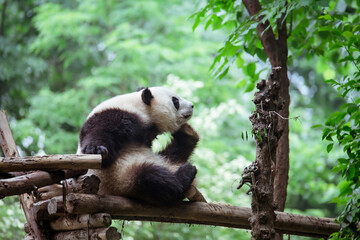 森の中でのんびりするパンダ