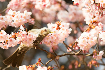 鳥と桜