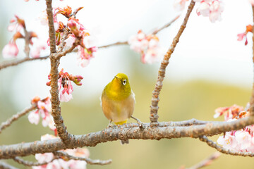 鳥
