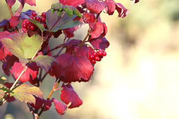 Viburnum fruits on a beautiful blurred autumn background