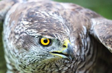 Close-up portrait of Northern goshawk (Accipiter gentilis) on blurred background