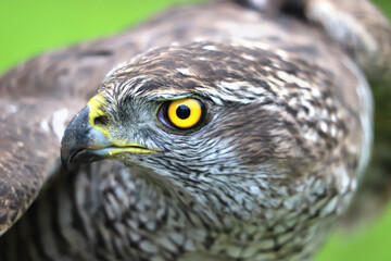 Close-up portrait of Northern goshawk (Accipiter gentilis) on blurred background