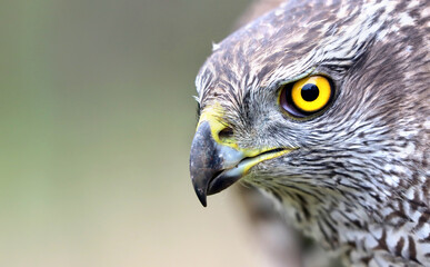 Close-up portrait of Northern goshawk (Accipiter gentilis) on blurred background