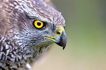 Close-up portrait of Northern goshawk (Accipiter gentilis) on blurred background