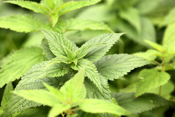Selective focus with shallow depth o field of a fresh nettle. Detailed close-up of wild common stinging-nettle (Urtica dioica) medicinal plant.