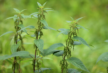 Selective focus with shallow depth o field of a fresh nettle. Detailed close-up of wild common...