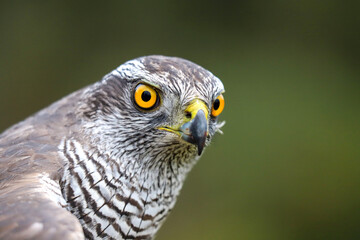 Close-up portrait of Northern goshawk (Accipiter gentilis)on blurred background