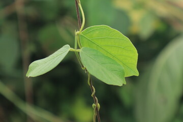 close up in of grass, Saraburi, Thailand