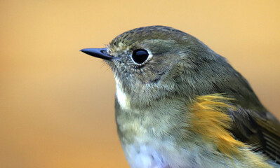 Portrait of a red-flanked bluetail (Tarsiger cyanurus) on a blurred background, close-up. Bird ringing, Belarus.