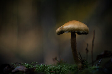 mushroom in the forest