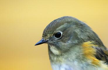 Portrait of a red-flanked bluetail (Tarsiger cyanurus) on a blurred background, close-up. Bird ringing, Belarus.