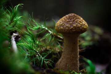 mushrooms in the woods