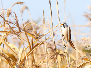 Bearded reedling Panurus biarmicus sitting on a reed. Beautiful bearded tit detailed portrait in its habitat with soft yellow background. Wildlife scene from nature. Belarus.