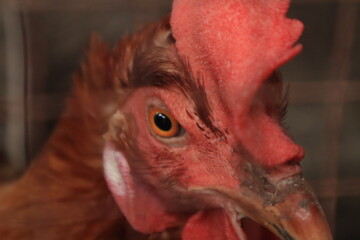 chicken farm in the farm