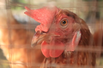 chicken farm in the farm