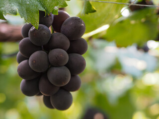 kyoho grapes