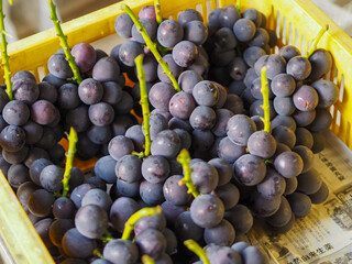 kyoho grapes