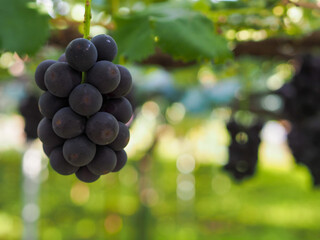kyoho grapes
