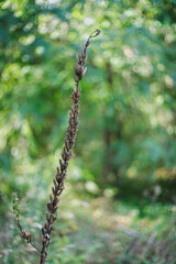 Dry plant grow in green forest in autumn season