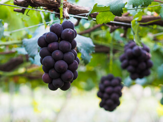 kyoho grapes