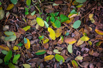 Fresh green and yellow leaves lying on the ground shot in flat lay