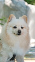 Obraz premium Handsome and adorable pomeranian spitz