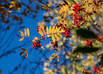 Bunches of rowan berries and yellow leaves on a branch against a blue sky. Autumn natural background with a sprig of mountain ash.