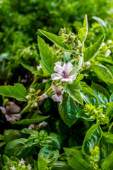 Fototapeta premium Assorted vegetables straight from the farm to restaurant