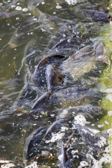 Fish farm carp, carps float to the surface of the water due to lack of oxygen in the water