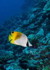 Fototapeta na wymiar Threadfin butterflyfish, Chaetodon auriga, in Maldives