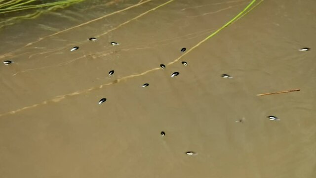 Whirligig beetle (Gyrinus natator) swimming in river, aquatic bugs gyrating on water surface