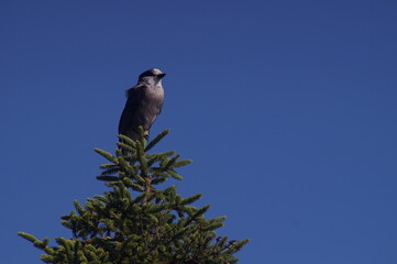 Canada Jay Perched atop Tree