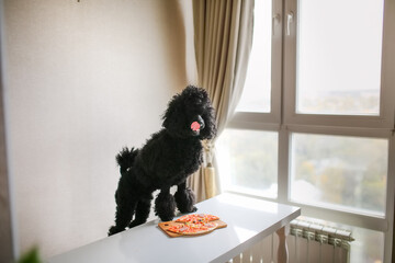 dog eating pizza on the table, unhealthy food, black poodle begging, begging for food from the table, not bred dog
