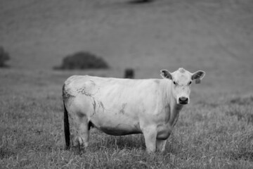 cows in field, grazing on grass in Australia, on a farming ranch. Cattle eating hay and silage....