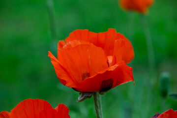 Obraz premium Blooming orange flower of oriental poppy on a green background macro photography on a summer day. Large papaver orientale with red petals close-up photo in summertime.