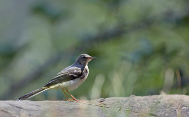 Grey Wagtail (Motacilla cinerea), Greece