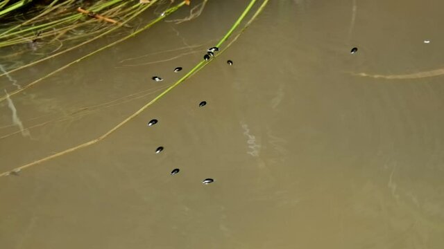 Whirligig beetle (Gyrinus natator) swimming in river, aquatic bugs gyrating on water surface