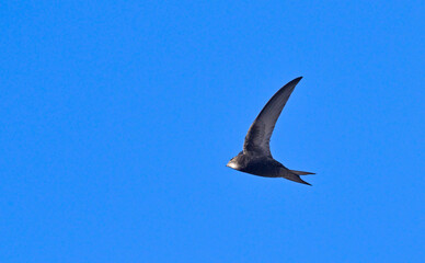Apus apus (Common Swift, European Swift, Swift), Greece
