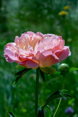 Blossom pink peony flower on a summer sunny day macro photography. Garden fluffy peony with pink petals in the summer close-up photo. Big paeony flower on a green background nature wallpaper.