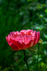 Blossom pink peony flower on a summer sunny day macro photography. Garden fluffy peony with pink petals in the summer close-up photo. Big paeony flower on a green background nature wallpaper.