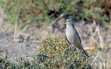Ortolan Bunting (Emberiza hortulana), Crete