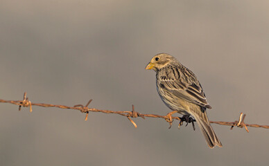 Corn Bunting - Miliaria calandra, Crete, Greece