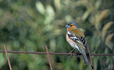 Chaffinch (Fringilla coelebs), Greece