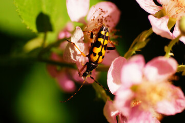 A spotted longhorn on a blackberry blossom.