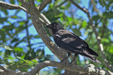 Eurasian Jackdaw (Corvus monedula), Greece