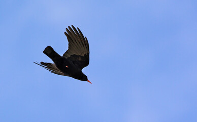 Red-billed Chough (Pyrrhocorax pyrrhocorax), Crete