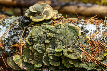 Fototapeta na wymiar Tree mushrooms growing on a fallen tree trunk. parasitic fungus on the tree