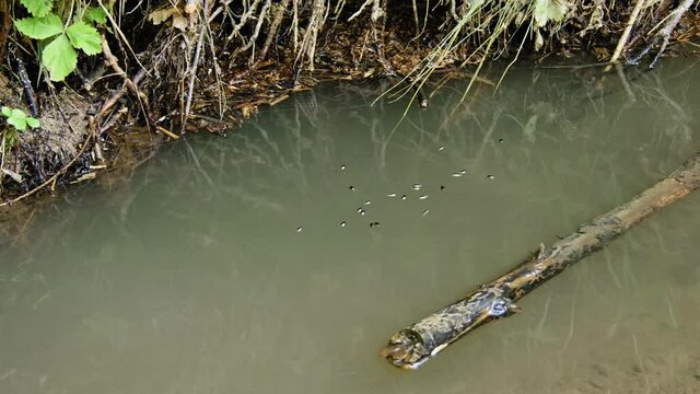 Whirligig beetle (Gyrinus natator) swimming in river, aquatic bugs gyrating on water surface