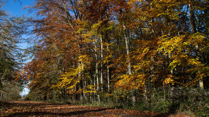 Goldener Herbst mit schöner Laubfärbung im Wald zur Erholung im Oktober